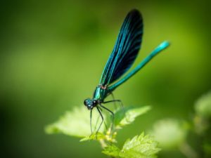 A blue dragonfly sitting on top of a green leaf
