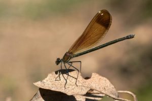 A damselfly rests on a dry leaf.