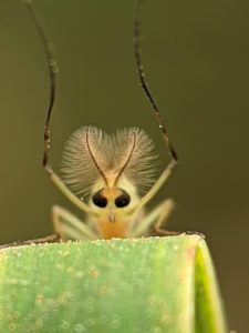 A tiny insect with large fluffy antennae looks forward.