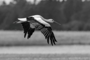 A black and white photo of a bird flying
