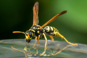 a close up of a yellow and black insect on a piece of glass