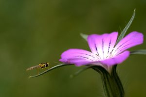 honeybee perched on purple flower in close up photography during daytime
