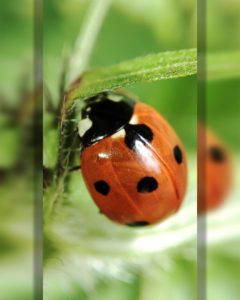 orange and black ladybug on green leaf