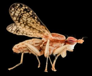 brown and black insect in close up photography