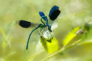 a couple of blue and black insects on a yellow flower